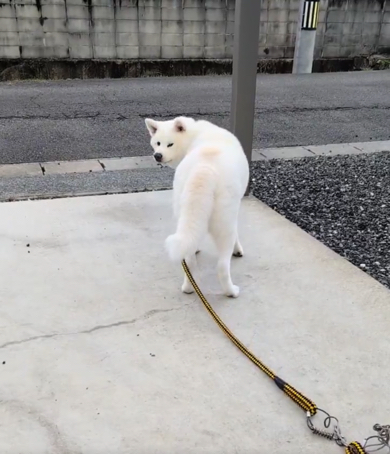 寂しそうな表情で振り返るワンコ