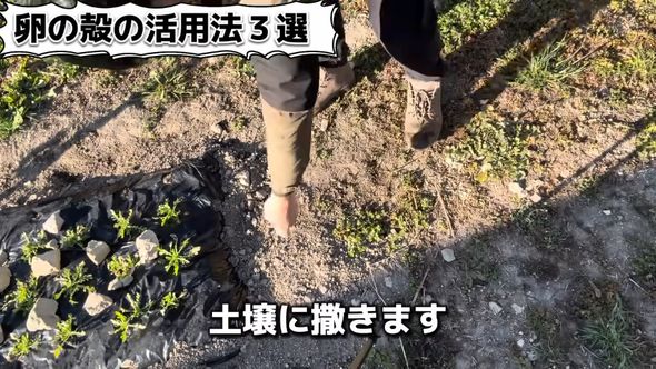 細かく砕いた卵の殻を畑にまく