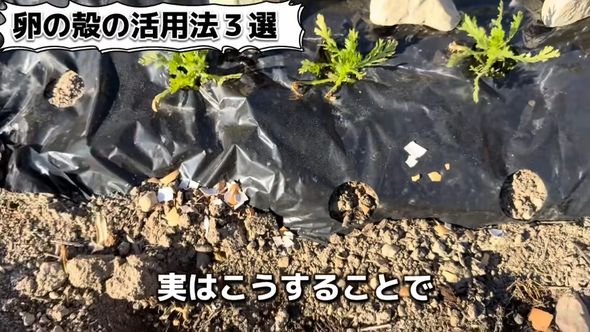 大きめに砕いた殻を作物付近に配置