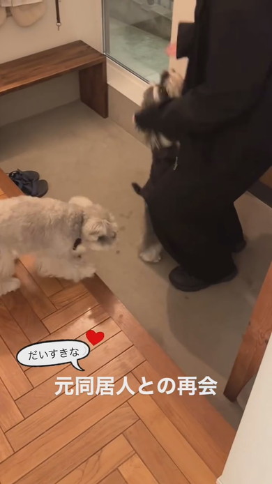 旧友の来訪に喜ぶワンコ