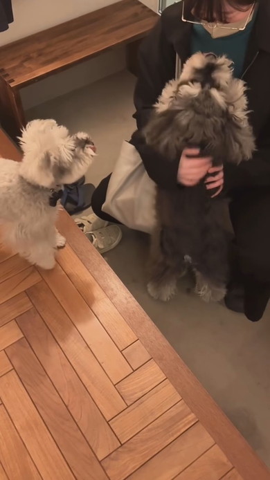 旧友の来訪に喜ぶワンコ