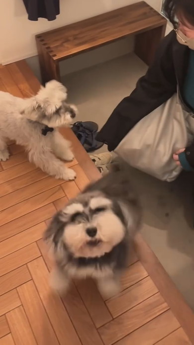 旧友の来訪に喜ぶワンコ