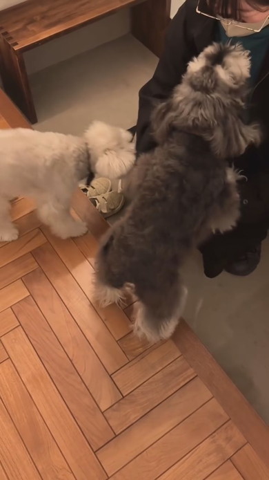 旧友の来訪に喜ぶワンコ