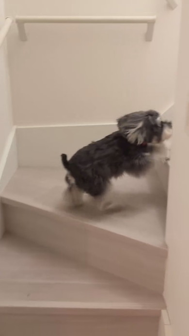 旧友の来訪に喜ぶワンコ