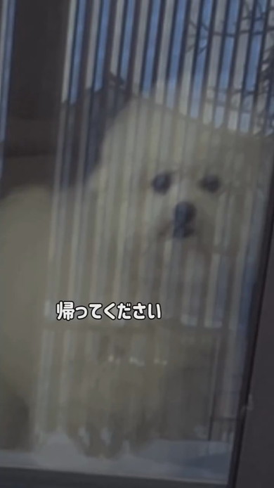 ピジョンフリーゼのワンコ