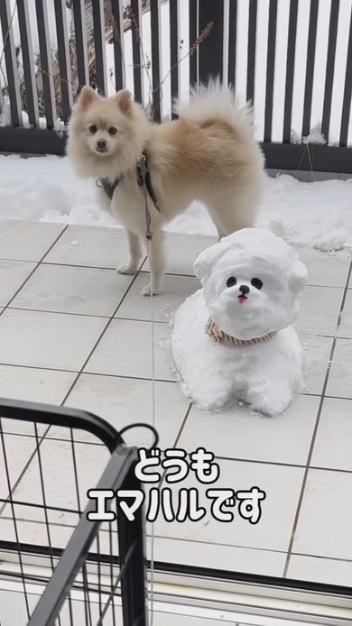 雪だるまとワンコ