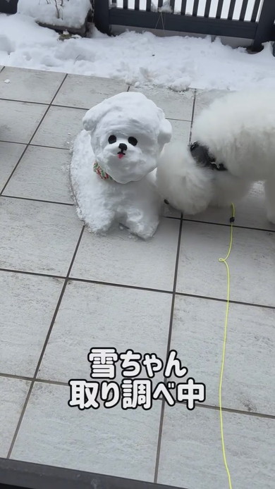 雪だるまを調べるワンコ