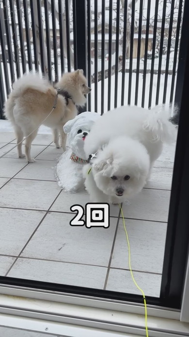 雪だるまにマーキングをするワンコ