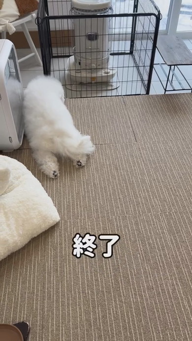 くつろぐワンコ