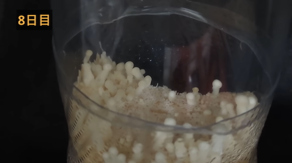 ペットボトルでエノキタケを再生栽培