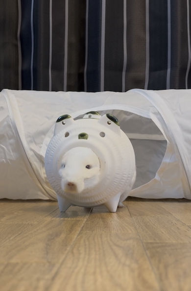 “蚊取りブタ”と合体したゆきちゃん