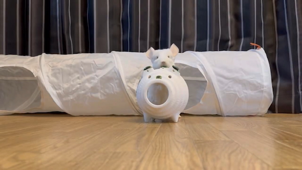 蚊取りブタに入るゆきちゃん