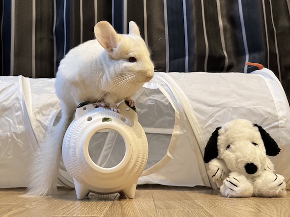 蚊取りブタに乗るゆきちゃん