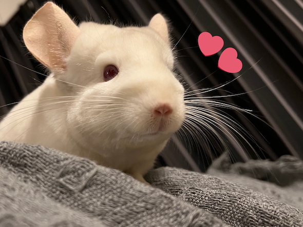 6歳になったゆきちゃん