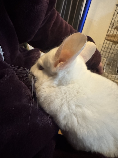 飼い主で暖をとるゆきちゃん