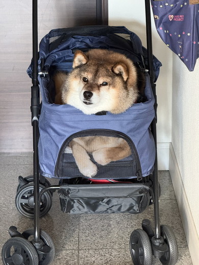 カートに乗った犬