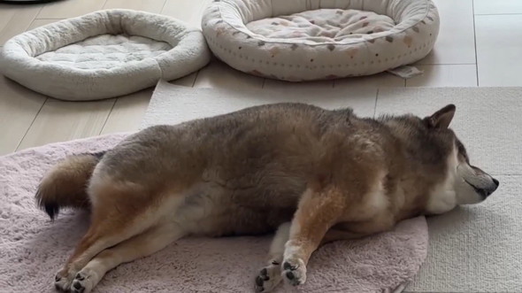 眠った犬