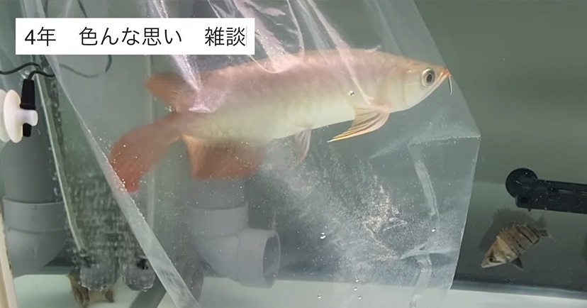 19万8000円で購入した超高級魚を、4年間育てたら…… ド肝を抜く