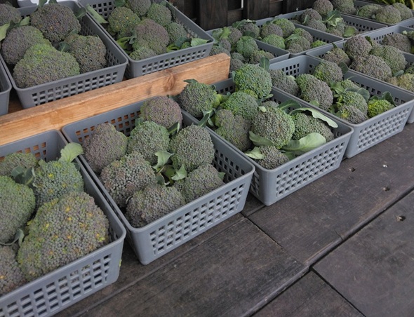 ブロッコリーの無人販売所