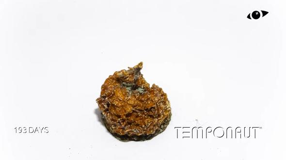 193日間青りんごを放置