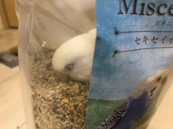 インコに声をあげてしまった瞬間