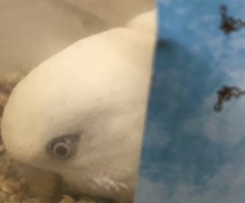 インコに声をあげてしまった瞬間