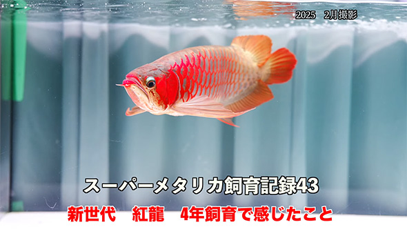 3544 外国切手 ミクロネシア 1995年魚類シリーズ 美しい 4種完 タカベ(2018.03.04) - WEB魚図鑑