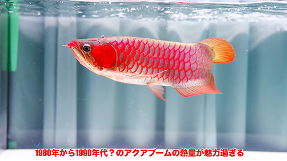 19万8000円で購入した超高級魚を、4年間育てたら…… ド肝を抜く