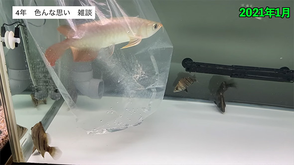 袋に入ったアロワナ