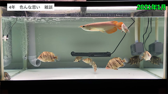 2021年1月泳ぐアロワナ