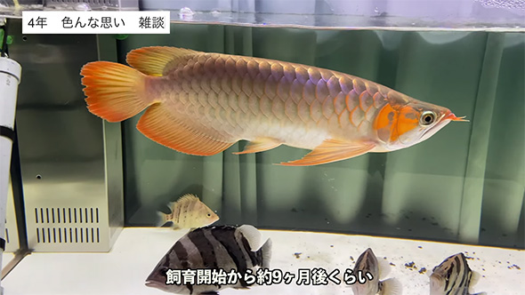 19万8000円で購入した超高級魚を、4年間育てたら…… ド肝を抜く