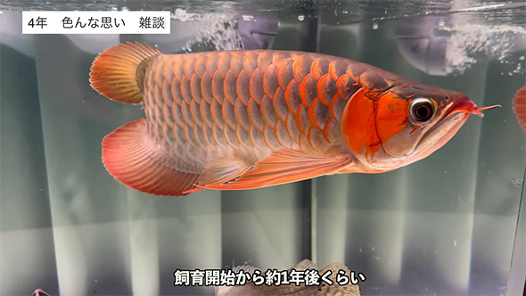 アロワナ（招財金龍魚）の彫刻 赤オレンジ 樹脂製 アロワナ（招財金龍魚）の彫刻 赤オレンジ 樹脂製 - メルカリ