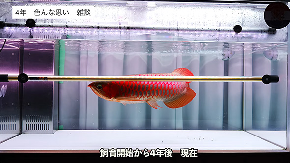 飼育開始から4年