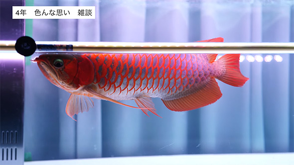 現在のアロワナアップ