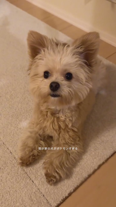 チワプーのワンコ