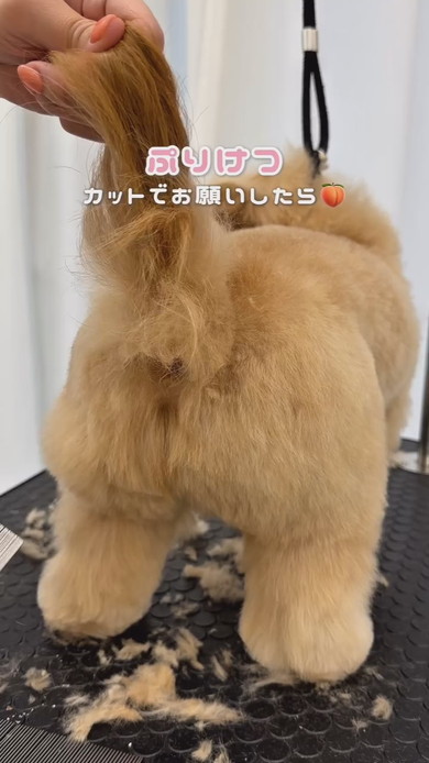 トリミング中のワンコ