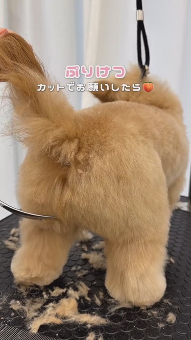 トリミング中のワンコ