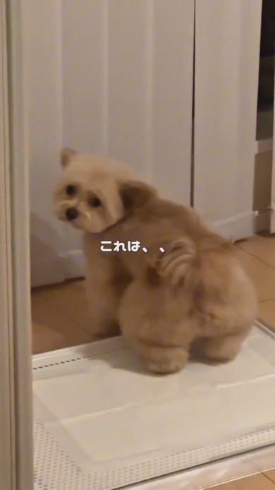 振り向くワンコ