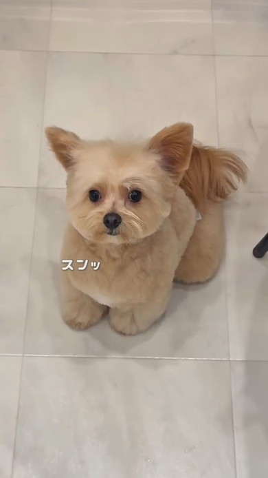 トリミング中のワンコ