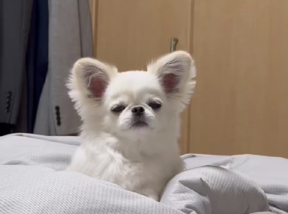 ぺろぺろが止まらない犬