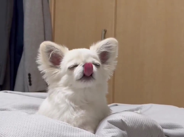 ぺろぺろが止まらない犬