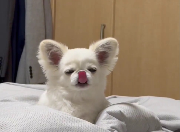 ぺろぺろが止まらない犬