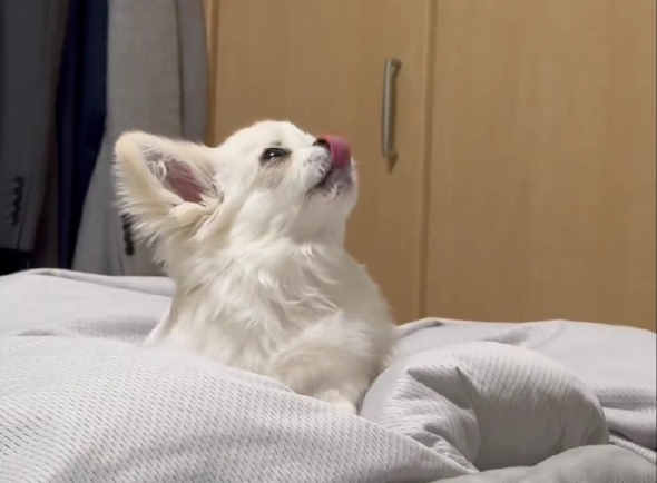 ぺろぺろが止まらない犬