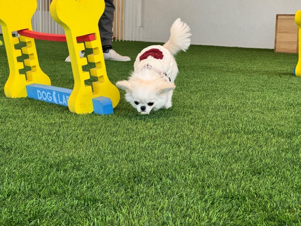 ぺろぺろが止まらない犬