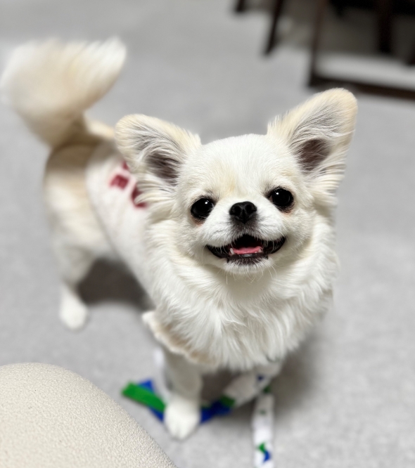 ぺろぺろが止まらない犬