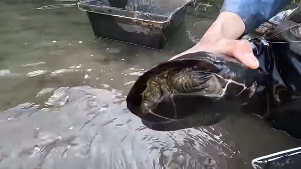 水を減らした池で捕獲したクサガメ