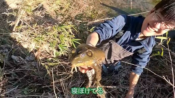 水を減らした池で捕獲したウシガエル