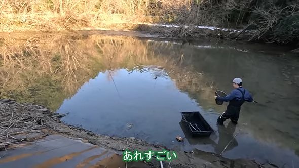 水を減らした池で泳ぐコイ