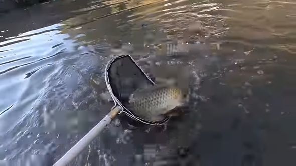 タモでコイをすくう様子