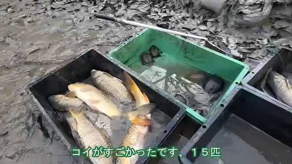 水を減らした池で捕獲した15匹のコイ